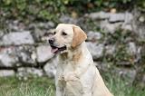 LABRADOR 856
